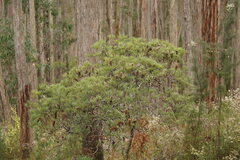 Banksia cunninghamii