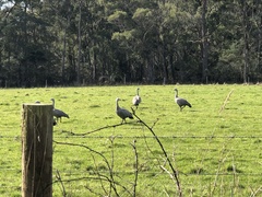 Cereopsis novaehollandiae