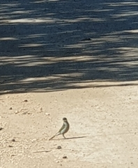 Gavicalis virescens