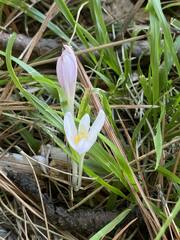 Colchicum umbrosum