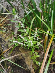 Crowea angustifolia