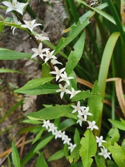 Crowea angustifolia