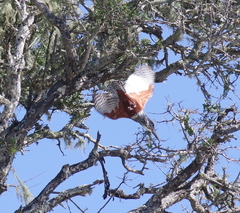 Megaceryle maxima maxima