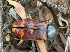 Temognatha stevensii