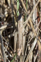 Euchorthippus elegantulus