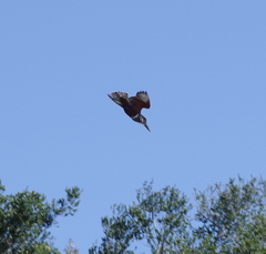 Megaceryle maxima maxima