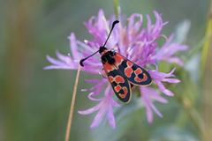 Zygaena fausta