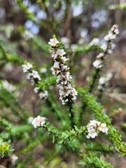 Taxandria parviceps