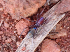Zodariidae