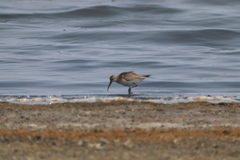 Calidris ferruginea