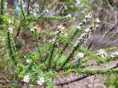 Taxandria parviceps