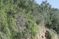 Euphorbia triangularis