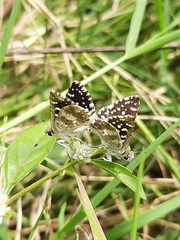 Spialia galba