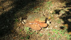 Ganoderma resinaceum