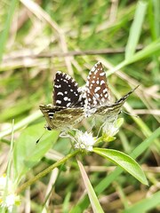 Spialia galba