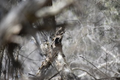 Pachycephala rufiventris