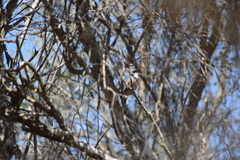 Pachycephala rufiventris