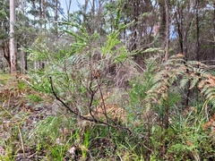Taxandria parviceps