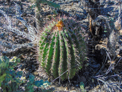 Ferocactus peninsulae