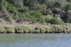 Papio ursinus ursinus