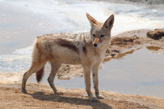 Lupulella mesomelas mesomelas