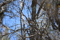 Pachycephala rufiventris