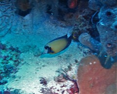 Acanthurus pyroferus