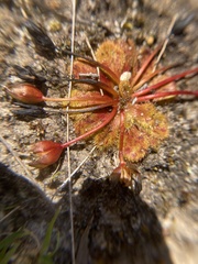 Drosera whittakeri