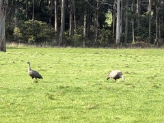 Cereopsis novaehollandiae