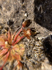 Drosera whittakeri