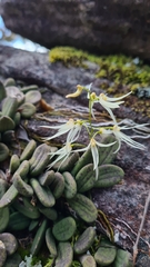 Dendrobium linguiforme