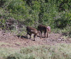 Papio ursinus ursinus