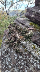 Dendrobium linguiforme