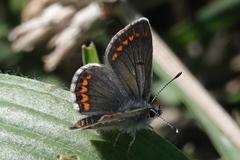Aricia agestis
