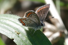 Aricia agestis