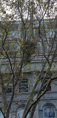 Muellerina eucalyptoides