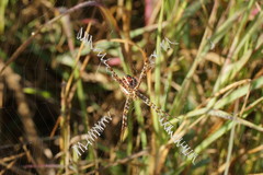 Argiope magnifica