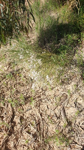 Image of Retama raetam by (c) Rosalie Lawrence, some rights reserved (CC BY)