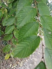 Ulmus pumila