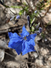 Lechenaultia biloba