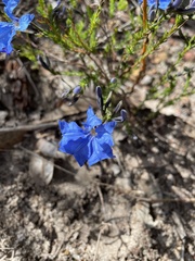 Lechenaultia biloba
