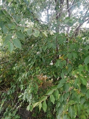 Ulmus pumila