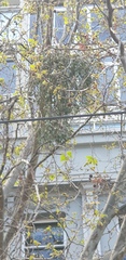 Muellerina eucalyptoides