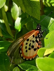 Acraea horta