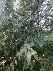 Ulmus pumila