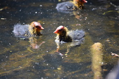 Fulica atra australis