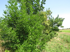 Fraxinus pennsylvanica lanceolata