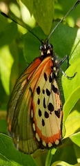 Acraea horta