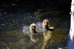 Fulica atra australis