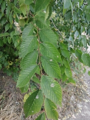 Ulmus pumila